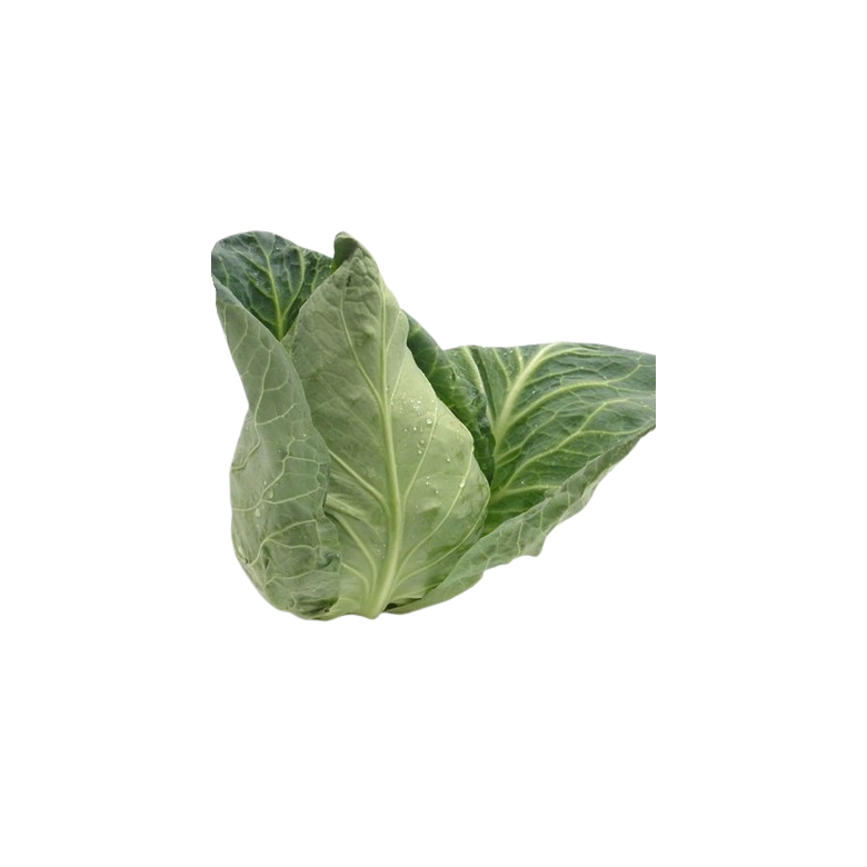 GREEN Beaked Cabbage Organic 